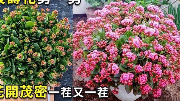 花呗套现：法律风险与个人隐患