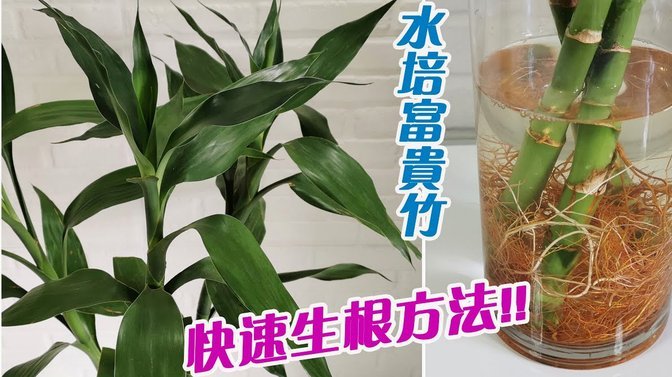 拿去花套现回收商家 怎么处罚