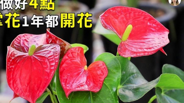 安全用花呗指南