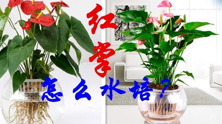 怎么套花呗最安全