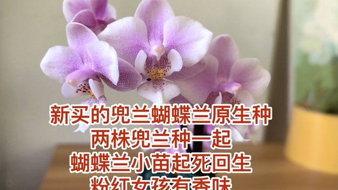 携程拿去花：如何关闭？