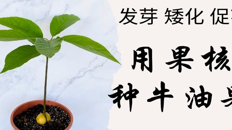 轻松玩转“拿去花”额度，提升你的生活品质