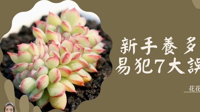 拿去花的额度怎么用