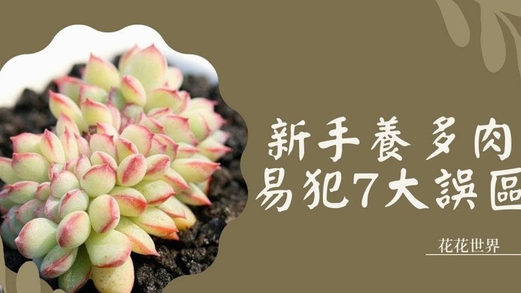 花呗提现到银行卡全流程指南与注意事项