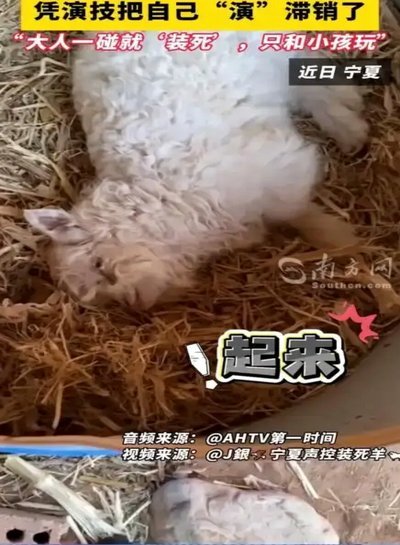 羊小咩怎么样了