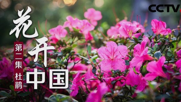 花呗停用了吗