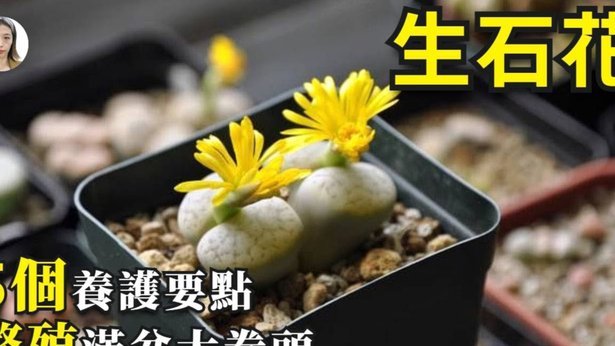 携程拿去花怎么消费