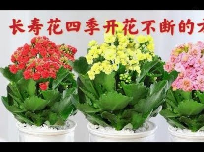 携程拿去花取消全流程指南