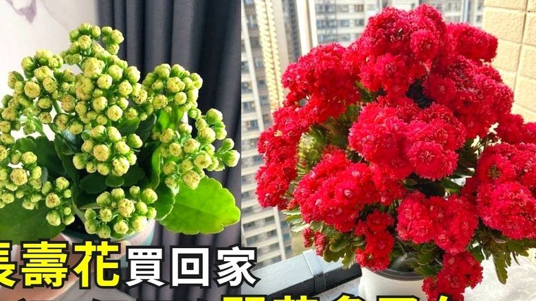 携程拿去花怎么取消