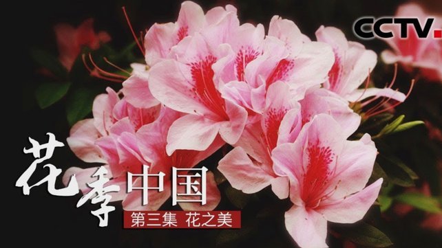 花呗官方客服电话怎么查