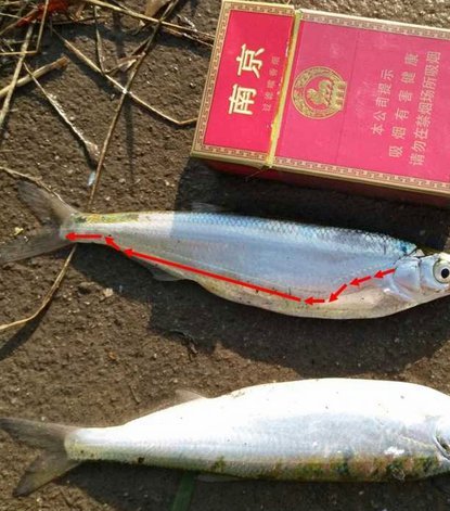 白条额度无法提现？深度解析其背后的运作机制和误区
