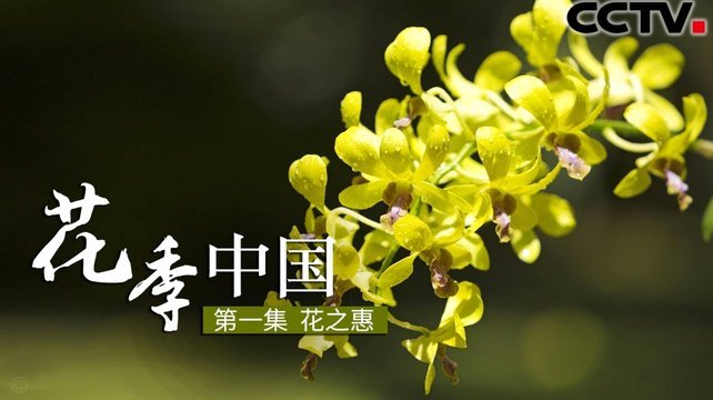 拿去花套现速递揭秘