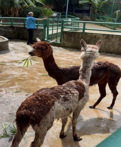羊小咩便荔卡额度怎么提升