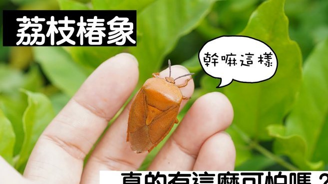 便荔卡能提现吗