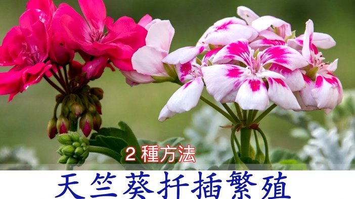 花呗提前还款怎么操作
